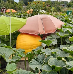 Der Garten im August 2023