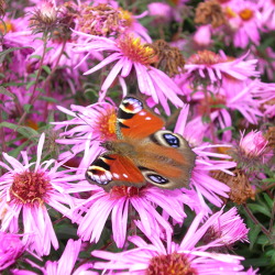 HIER ENTSTEHT EINE INSEKTENWIESE