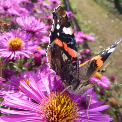 NEUE REGELN FÜR DEN INSEKTENSCHUTZ